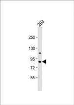 PKC epsilon Antibody in Western Blot (WB)