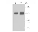 ALDH1A1 Antibody in Western Blot (WB)