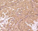 NSUN4 Antibody in Immunohistochemistry (Paraffin) (IHC (P))