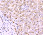 Cathepsin D Antibody in Immunohistochemistry (Paraffin) (IHC (P))