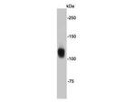 FGFR2 Antibody in Western Blot (WB)