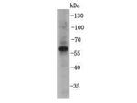 CDw293 Antibody in Western Blot (WB)