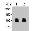 beta-1,2 Adaptin Antibody in Western Blot (WB)