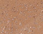 SynGAP Antibody in Immunohistochemistry (Paraffin) (IHC (P))