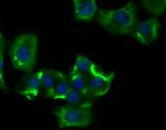 RIP3 Antibody in Immunocytochemistry (ICC/IF)