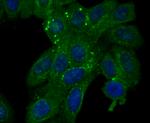 Cytokeratin 19 Antibody in Immunocytochemistry (ICC/IF)