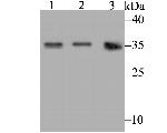 Connexin 32 Antibody in Western Blot (WB)