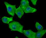 Fibrinogen Antibody in Immunocytochemistry (ICC/IF)