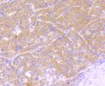 Osteopontin Antibody in Immunohistochemistry (Paraffin) (IHC (P))