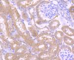 Osteopontin Antibody in Immunohistochemistry (Paraffin) (IHC (P))