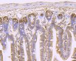 IL-4 Antibody in Immunohistochemistry (Paraffin) (IHC (P))