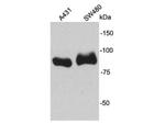 beta Catenin Antibody in Western Blot (WB)