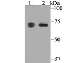 COX1 Antibody in Western Blot (WB)