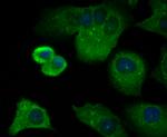 CD3 zeta (CD247) Antibody in Immunocytochemistry (ICC/IF)