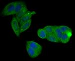 CD3 zeta (CD247) Antibody in Immunocytochemistry (ICC/IF)