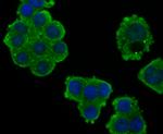 CD3 zeta (CD247) Antibody in Immunocytochemistry (ICC/IF)