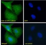 UBE2S Antibody in Immunocytochemistry (ICC/IF)