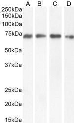 NUP62 Antibody in Western Blot (WB)