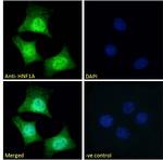 HNF1A Antibody in Immunocytochemistry (ICC/IF)