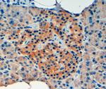 VPS11 Antibody in Immunohistochemistry (Paraffin) (IHC (P))