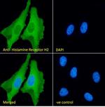 HRH2 Antibody in Immunocytochemistry (ICC/IF)