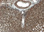 CYP3A4 Antibody in Immunohistochemistry (Paraffin) (IHC (P))