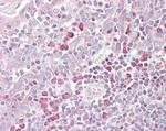 TEB4 Antibody in Immunohistochemistry (Paraffin) (IHC (P))