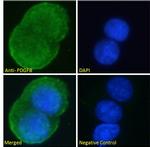 PDGF-B Antibody in Immunocytochemistry (ICC/IF)