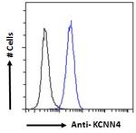 KCNN4 Antibody in Flow Cytometry (Flow)