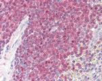 BOB-1 Antibody in Immunohistochemistry (Paraffin) (IHC (P))