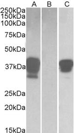 BOB-1 Antibody in Western Blot (WB)