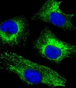 Cytokeratin 18 Antibody in Immunocytochemistry (ICC/IF)