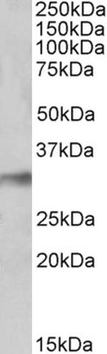 NEK7 Antibody in Western Blot (WB)