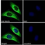 MUC5B Antibody in Immunocytochemistry (ICC/IF)