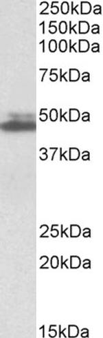 SH3GL1 Antibody in Western Blot (WB)