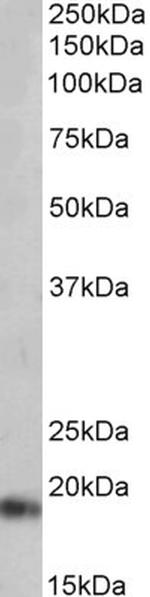 ANP Antibody in Western Blot (WB)