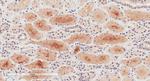 NPR3 Antibody in Immunohistochemistry (Paraffin) (IHC (P))