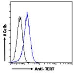 TERT Antibody in Flow Cytometry (Flow)