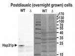 Hsp31p Antibody in Western Blot (WB)