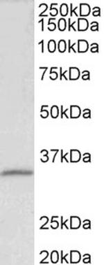 Fibrillarin Antibody in Western Blot (WB)