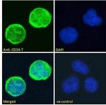 CD34-T Antibody in Immunocytochemistry (ICC/IF)