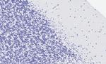 HTR2A Antibody in Immunohistochemistry (Paraffin) (IHC (P))