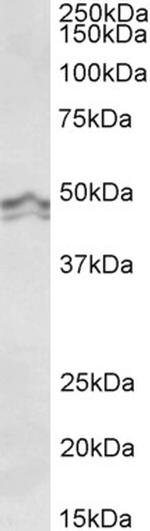 HRH3 Antibody in Western Blot (WB)