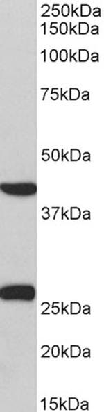 MKP3 Antibody in Western Blot (WB)