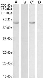 STCH Antibody in Western Blot (WB)