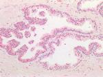 DPF2 Antibody in Immunohistochemistry (Paraffin) (IHC (P))