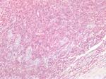 DPF2 Antibody in Immunohistochemistry (Paraffin) (IHC (P))