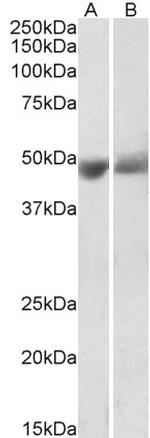 PEDF Antibody in Western Blot (WB)