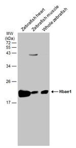 HBAE1 Antibody in Western Blot (WB)