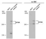 p300 Antibody in Western Blot (WB)